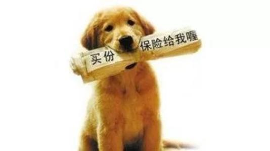 寵物保險(xiǎn)怎么挑選？有寵物的你確定不了解一下？